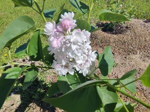 IMG_20250525_094601.jpg