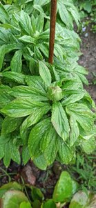 0c01a934-15f1-48de-adf5-eeda297d4db0.jpg