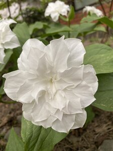 IMG_4667.jpeg