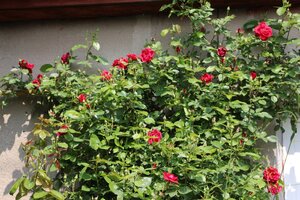 IMG_7862.JPG