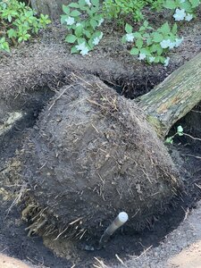 IMG_4738.jpeg