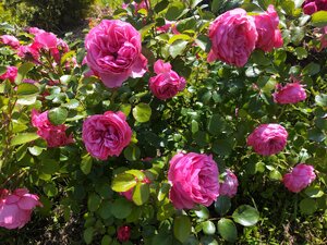 IMG_20250629_113821.jpg