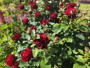 IMG_20250629_101125.jpg