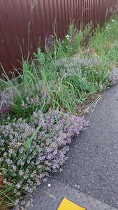 20250708_203619.jpg