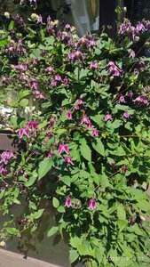 IMG_20250709_100215.jpg