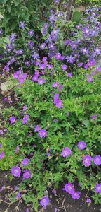 IMG_20250709_205152.jpg