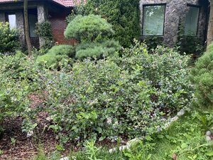 IMG_5460.jpeg