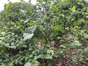 IMG_5459.jpeg