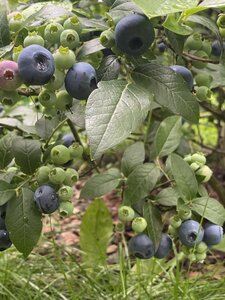 IMG_5457.jpeg