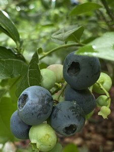 IMG_5458.jpeg