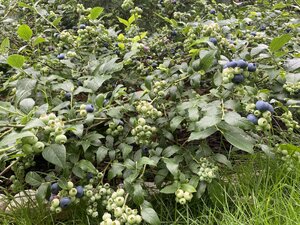 IMG_5443.jpeg