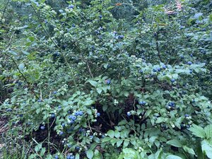 IMG_5442.jpeg