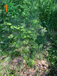 IMG_5394.jpeg
