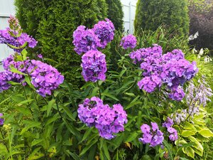 IMG_20250720_155802.jpg