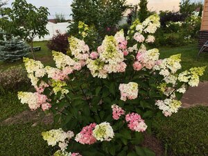 IMG_20250803_192833.jpg