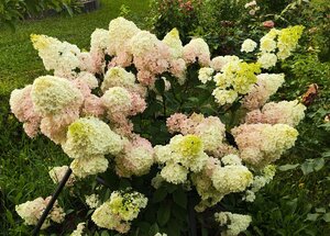 IMG_20250803_194455.jpg
