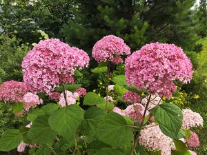 IMG_20250720_141939.jpg