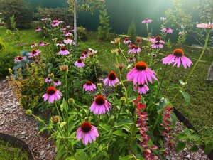 IMG_20250810_082915.jpg