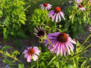 IMG_20250803_174637.jpg