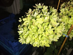 IMG_20250812_214526.jpg