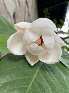 IMG_5636.jpeg