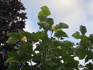 IMG_5629.jpeg