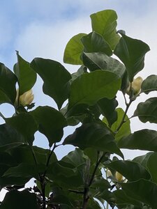 IMG_5633.jpeg