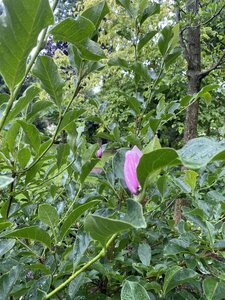 IMG_5550.jpeg