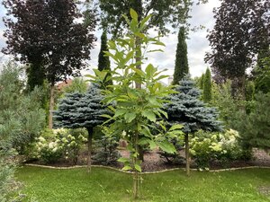 IMG_5630.jpeg