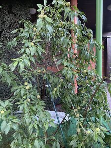 IMG_5591.jpeg