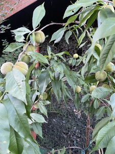 IMG_5592.jpeg