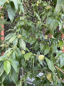 IMG_5575.jpeg