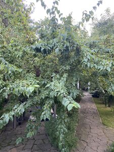 IMG_5579.jpeg