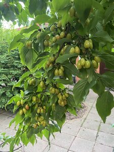 IMG_5580.jpeg