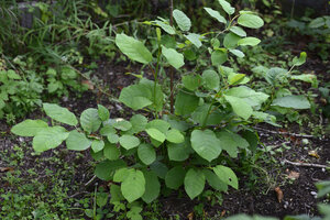 A06_5590.JPG
