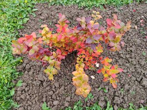 IMG_20251018_142709.jpg