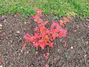 IMG_20251018_142554.jpg