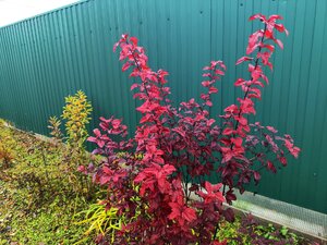 IMG_20251019_202402.jpg