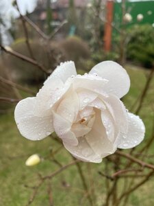 IMG_6992.jpeg
