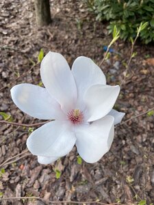 IMG_7407.jpeg