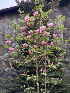 IMG_7432.jpeg