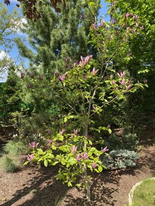IMG_7436.jpeg