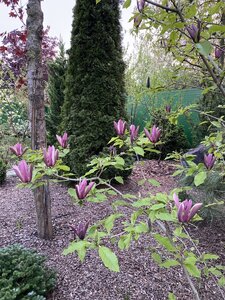 IMG_7427.jpeg