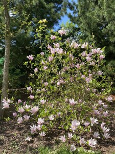 IMG_7438.jpeg
