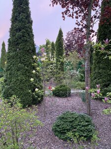 IMG_7425.jpeg