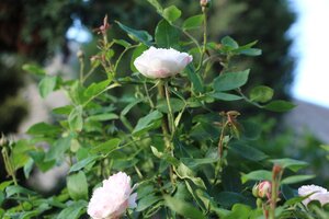 IMG_8392.JPG