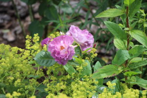 IMG_2555.JPG