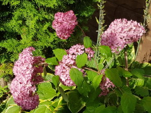 20170827_095813.jpg