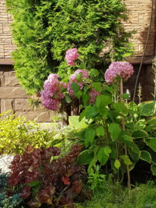 20170827_095118.jpg