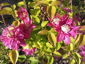 IMG_20260605_181445_338.jpg